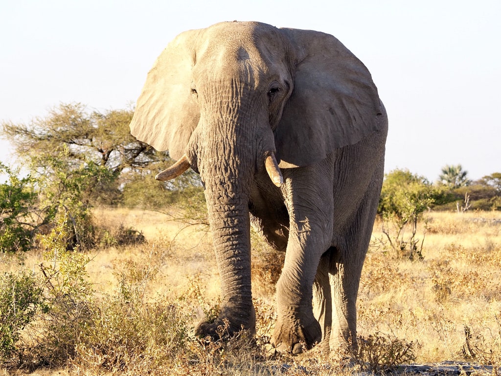 Elephant in Etosha National Park