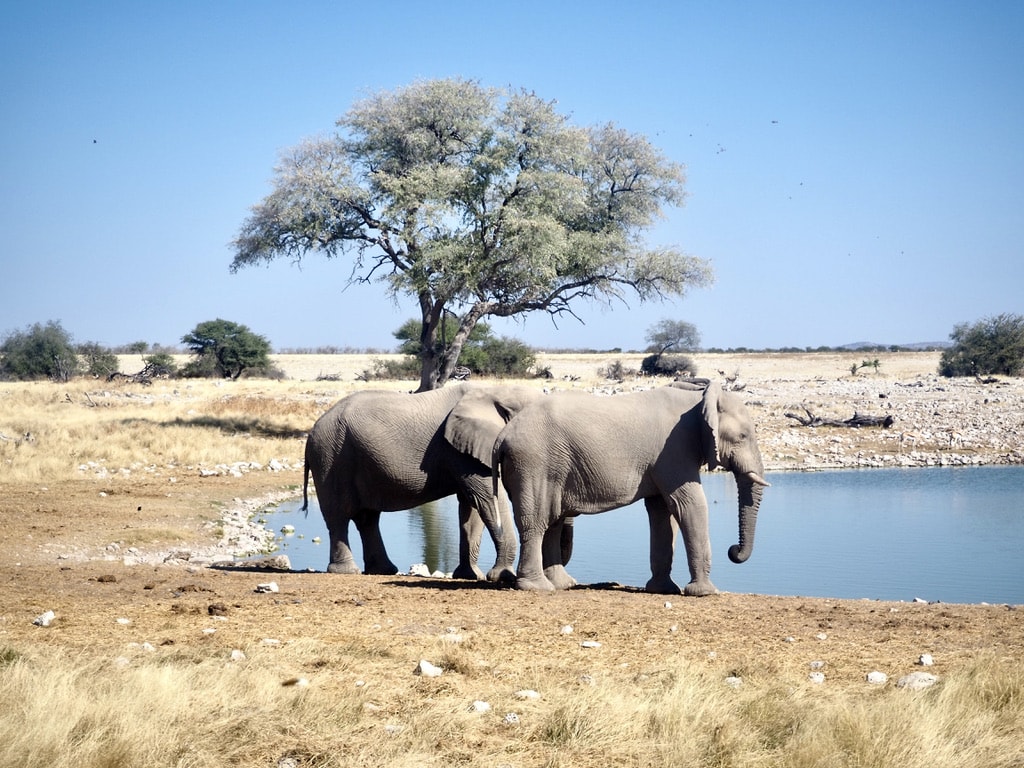 Elephants at the water hole in Etosha National Park