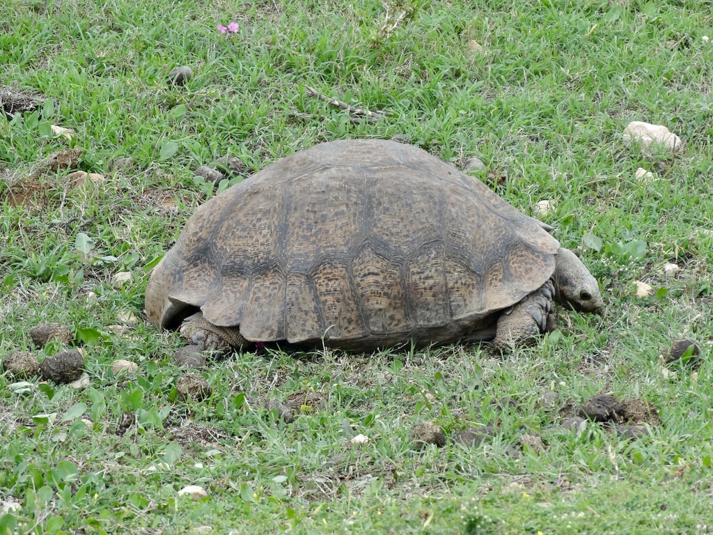 Tortoise in Addo, South africa