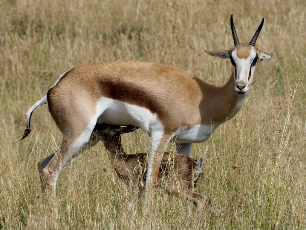 Springbok, South Africa