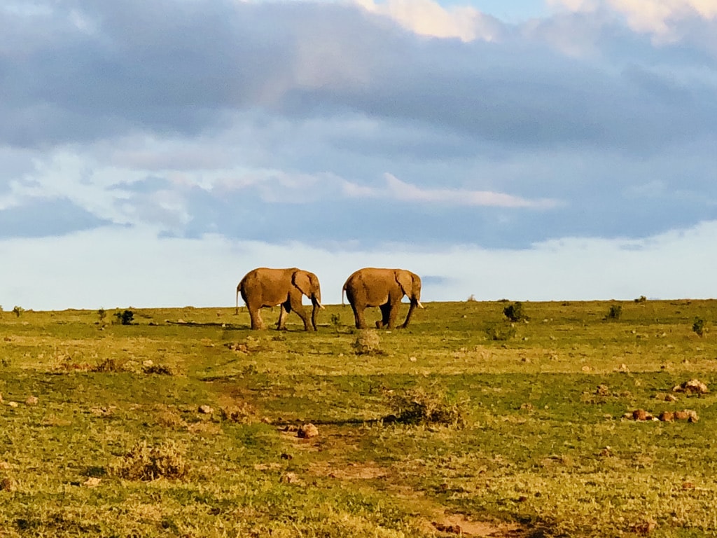 Two elephants walking in Addo park, South Africa