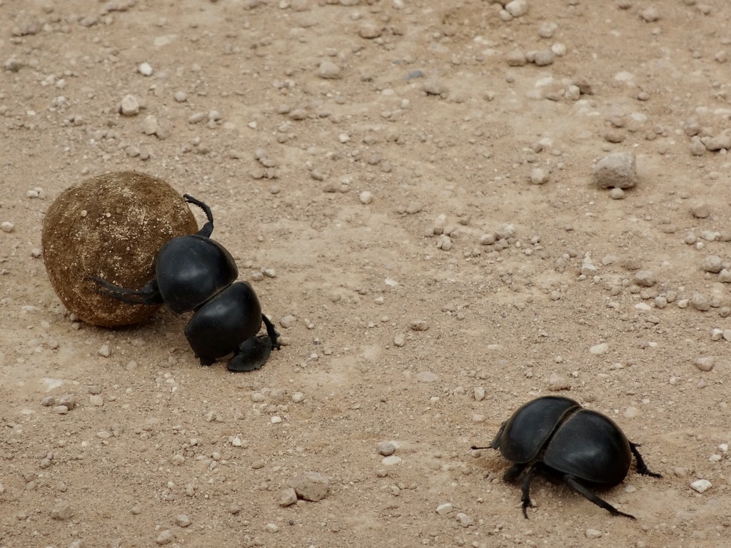 Dung beetles in Addo park