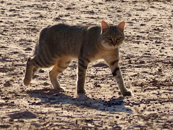 African Wild cat seen in Kgalagadi Transfrontier Park, South Africa