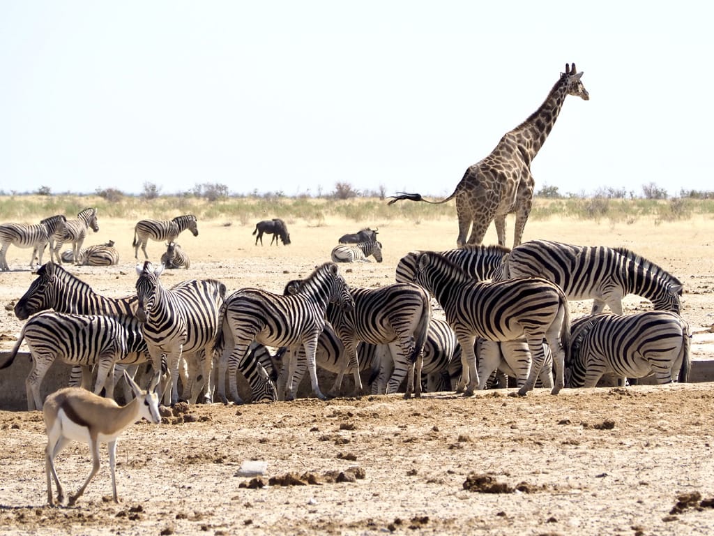 Animals around waterhole in Namibia, Etosha