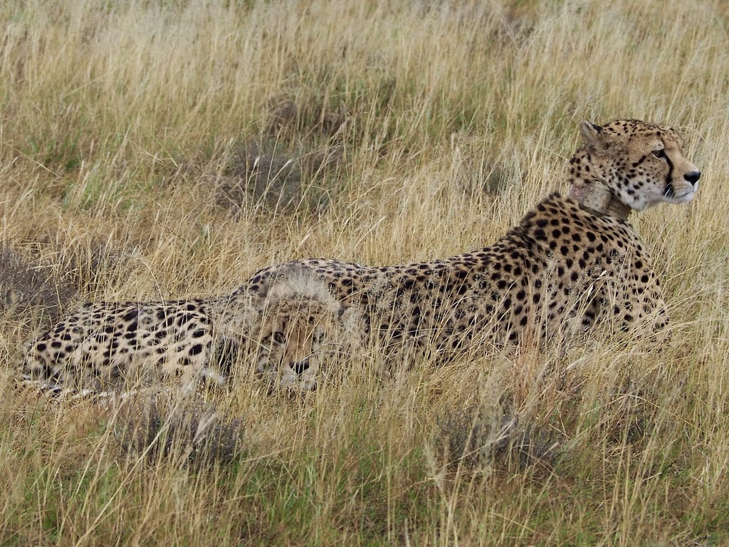 Tracking cheetah, South Africa