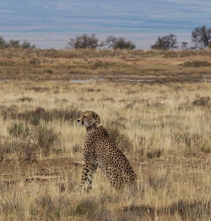 Picture of cheetah