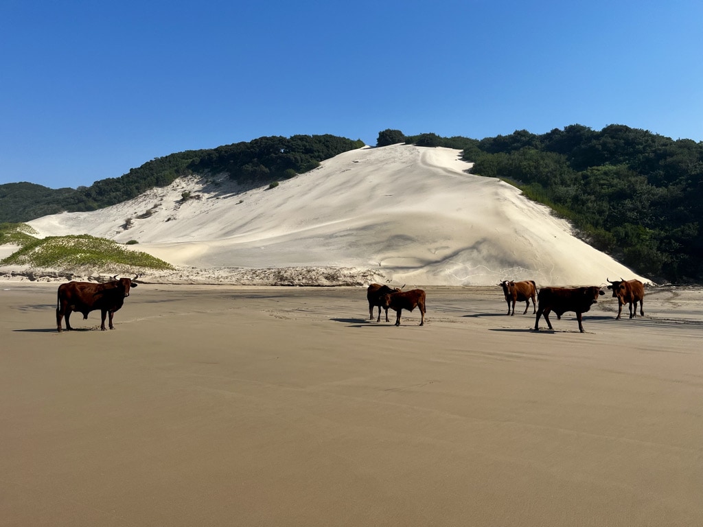 Cows on the beach, Kob Inn, Transkei