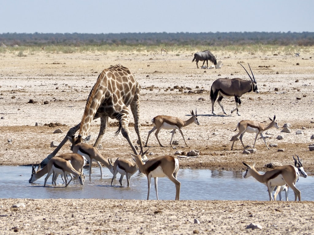 Animals drinking from the waterhole in Etosha National Park