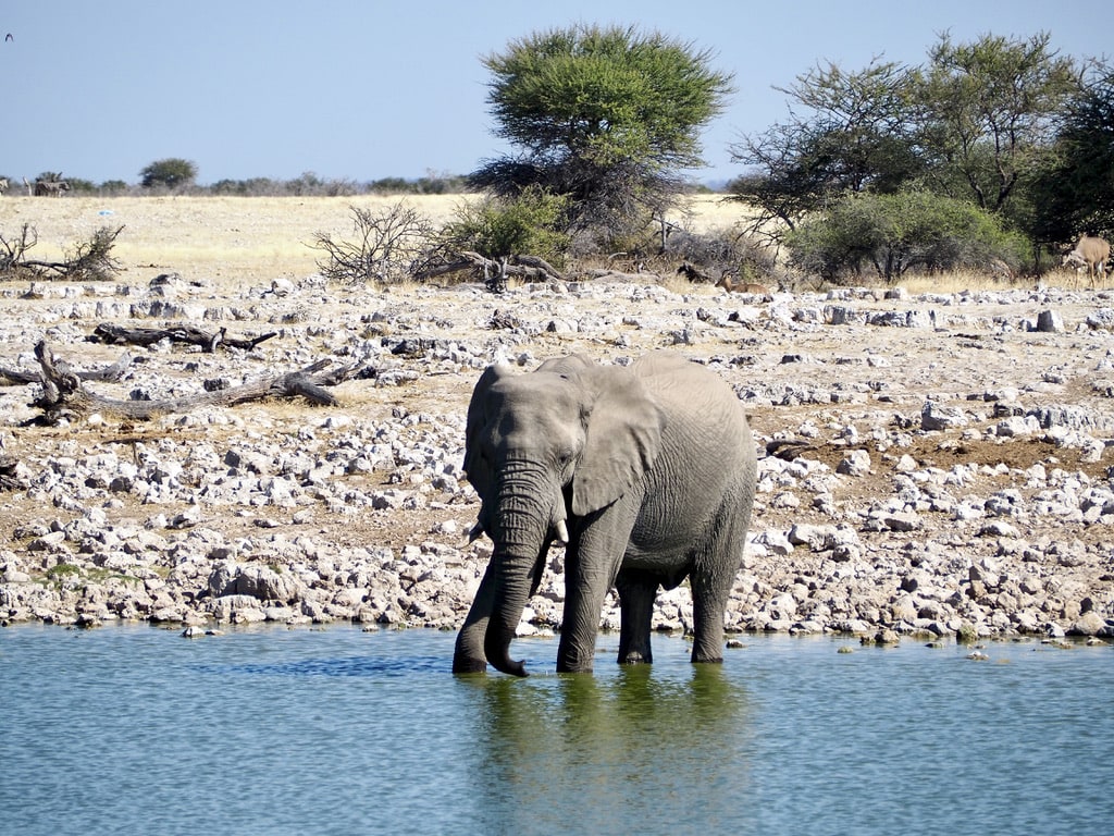 Elephant drinking from the waterhole, Etosha