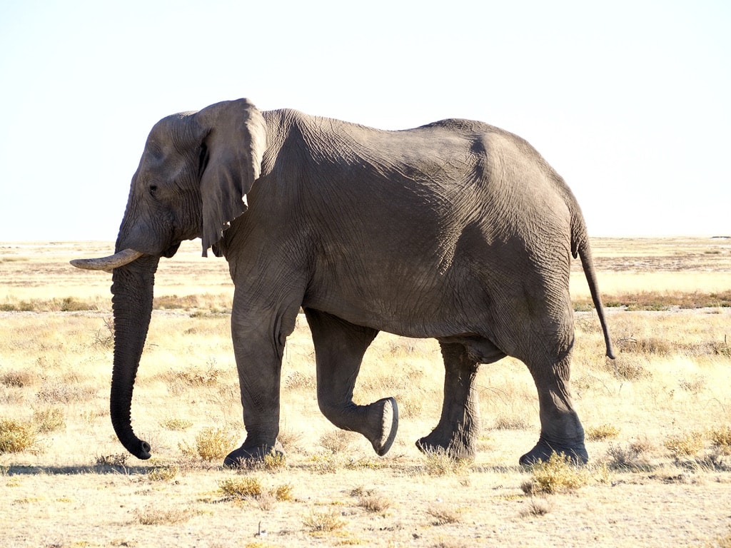 Walking Elephant in Etosha