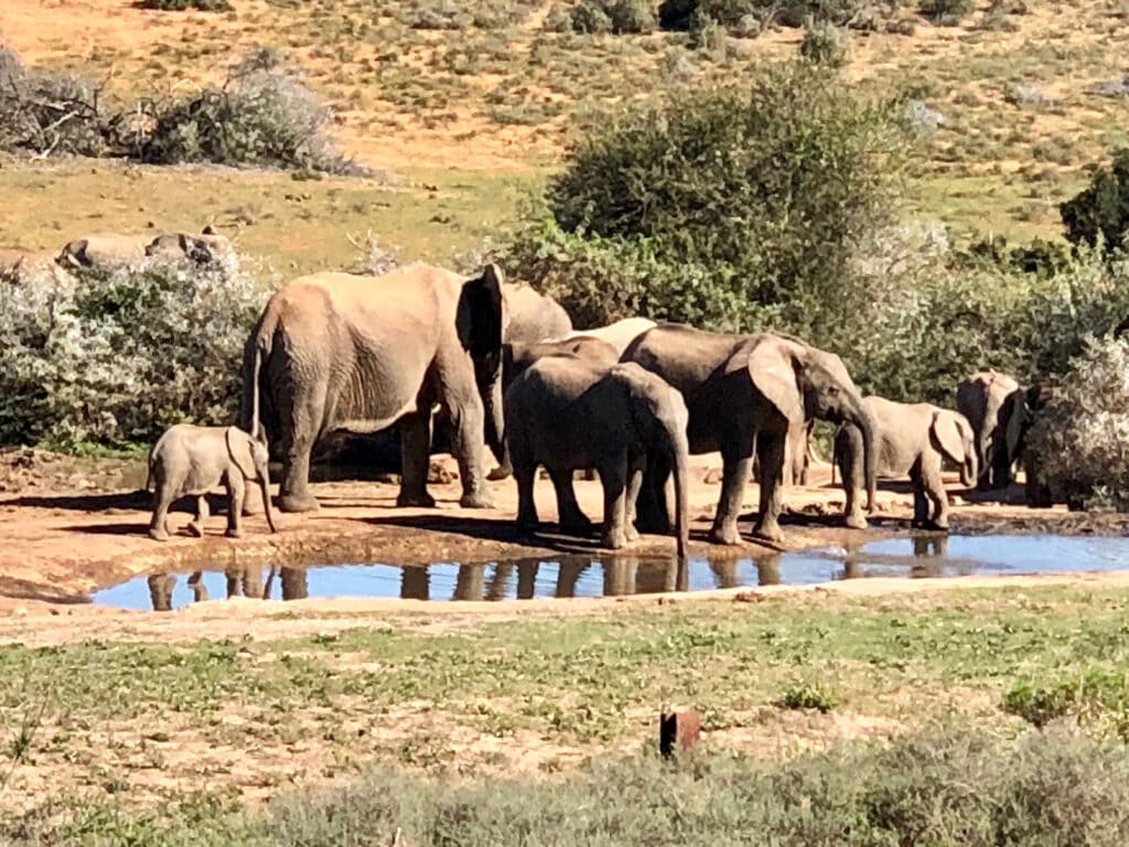 Herd of Elephants in Addo Nationa park