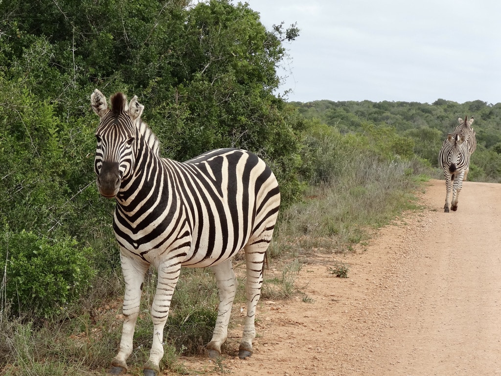 Zebras on the road in Addo