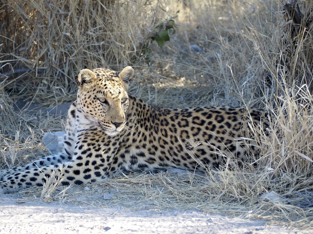 Leopard resting in the bush near Namutoni Camp in Etosha Park