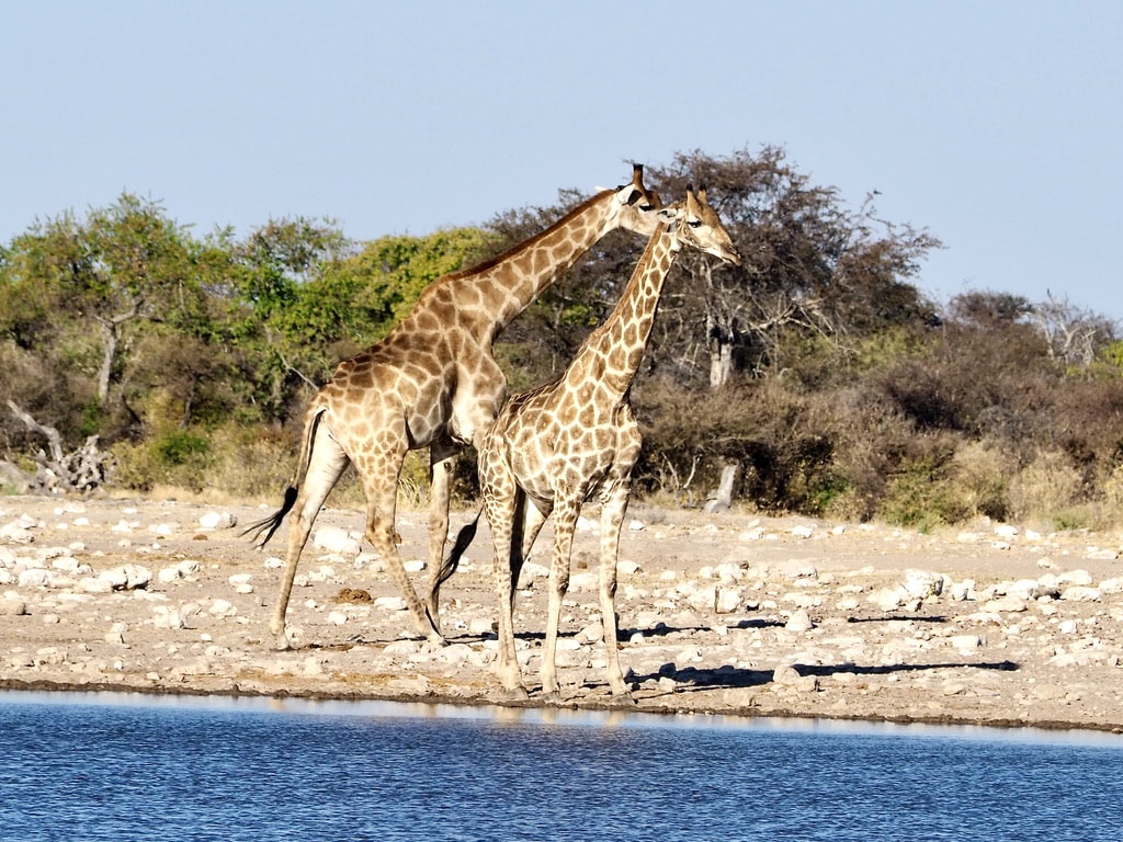 Giraffes around the waterhole in Etosha