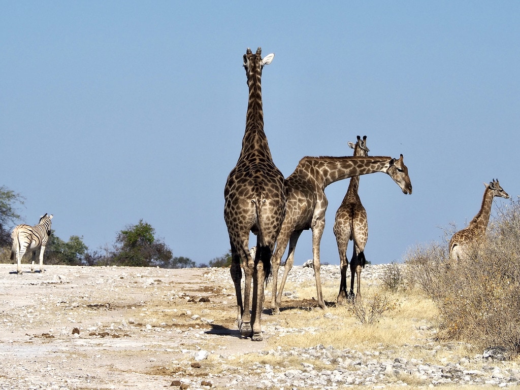 Giraffes walking on the road in Etosha National Park