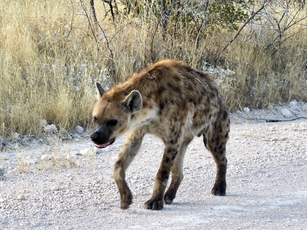 Hyena walking on the road in Etosha