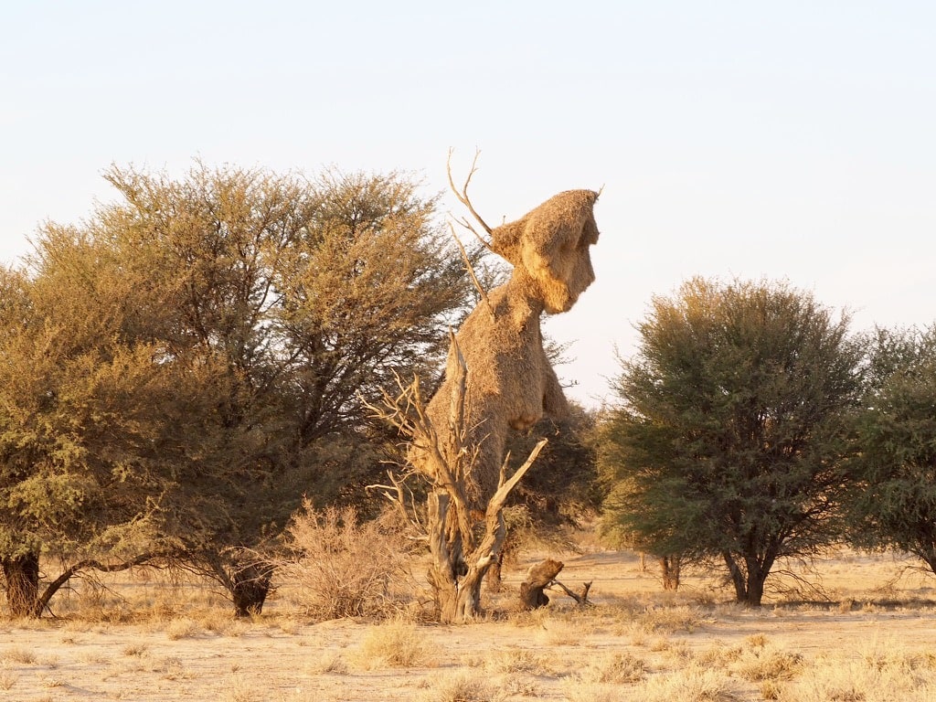 Nature beauty of the desert