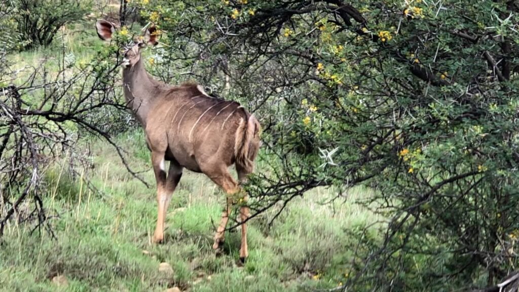 Kudu in Mountain Zebra NP