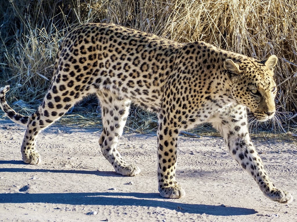 Leopard close to Namutoni camp, Etosha, Namibia