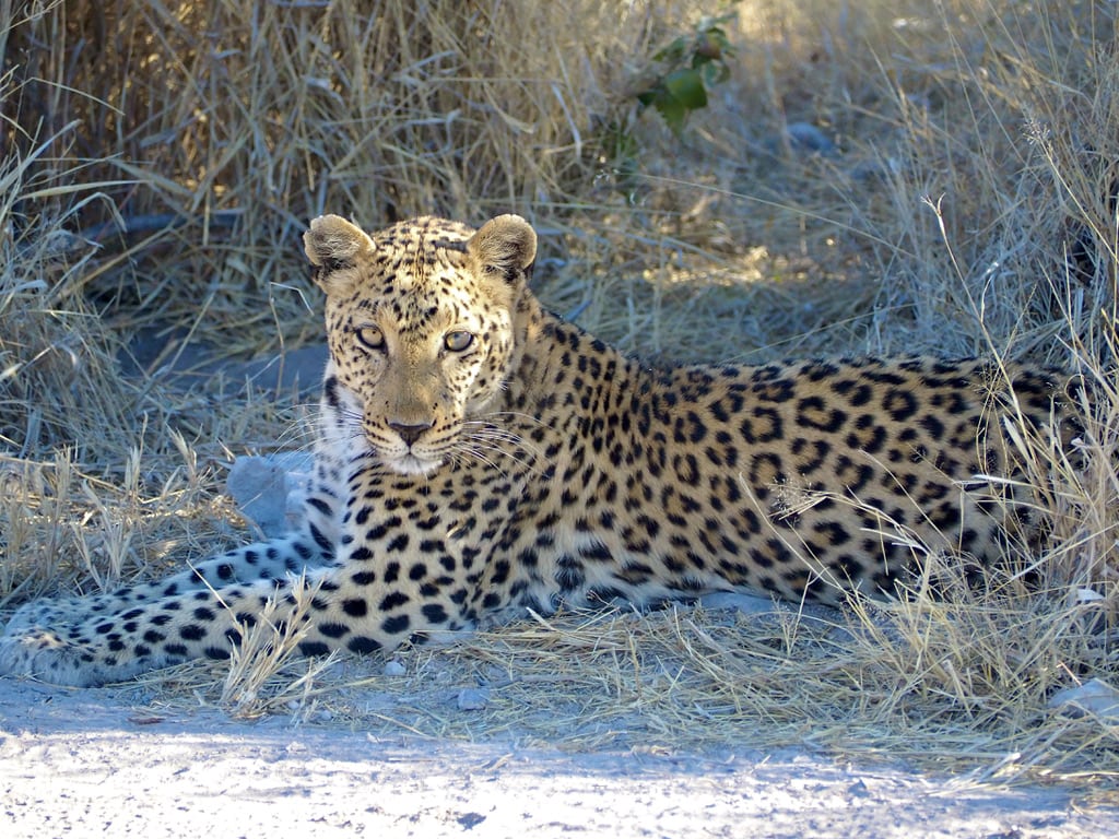 Leopard resting under the tree close to Namutoni in Etosha