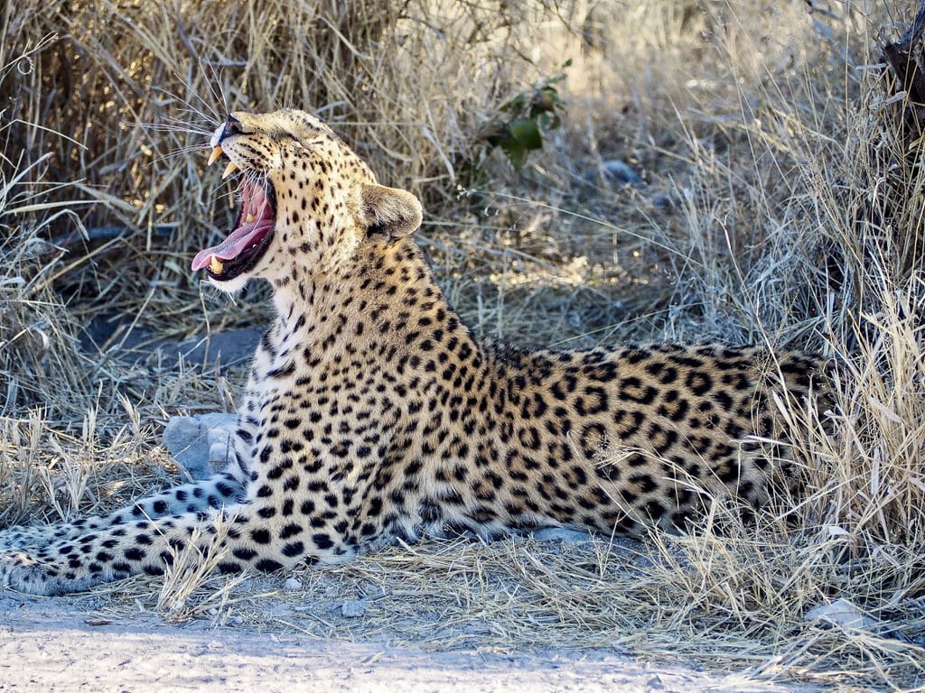 Leopard yawning, Etosha, Namibia