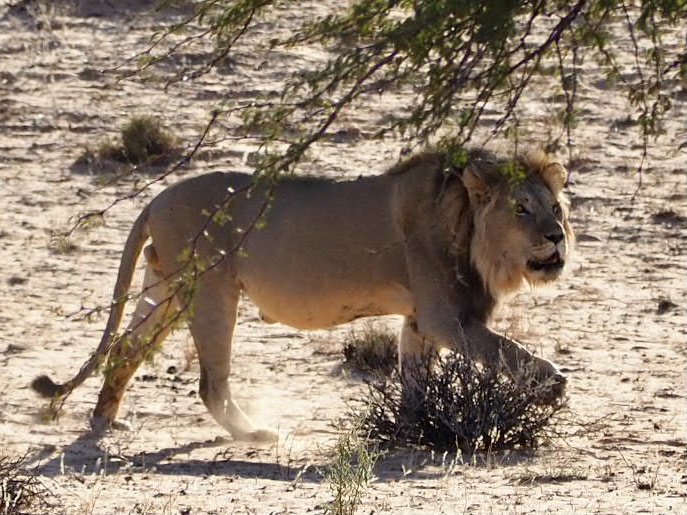 Lion in KTP, South Africa