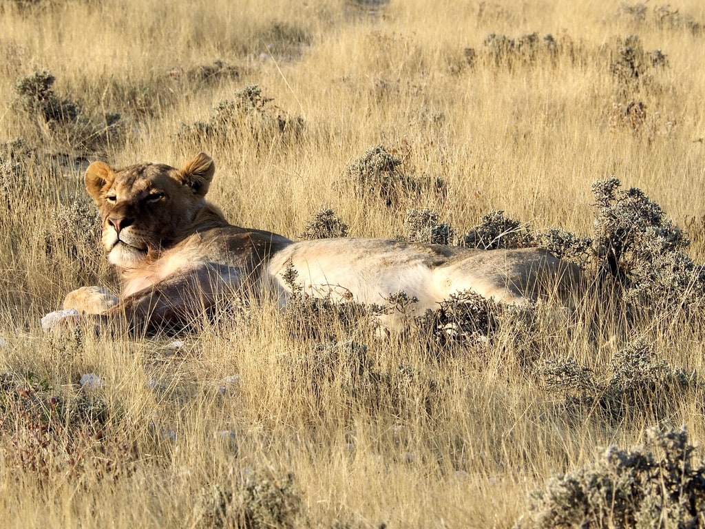 Female Lion laying in the grass in Etosha, Namibia