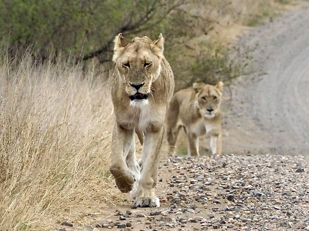 Lions walking on a path, Adventure trip in South Africa