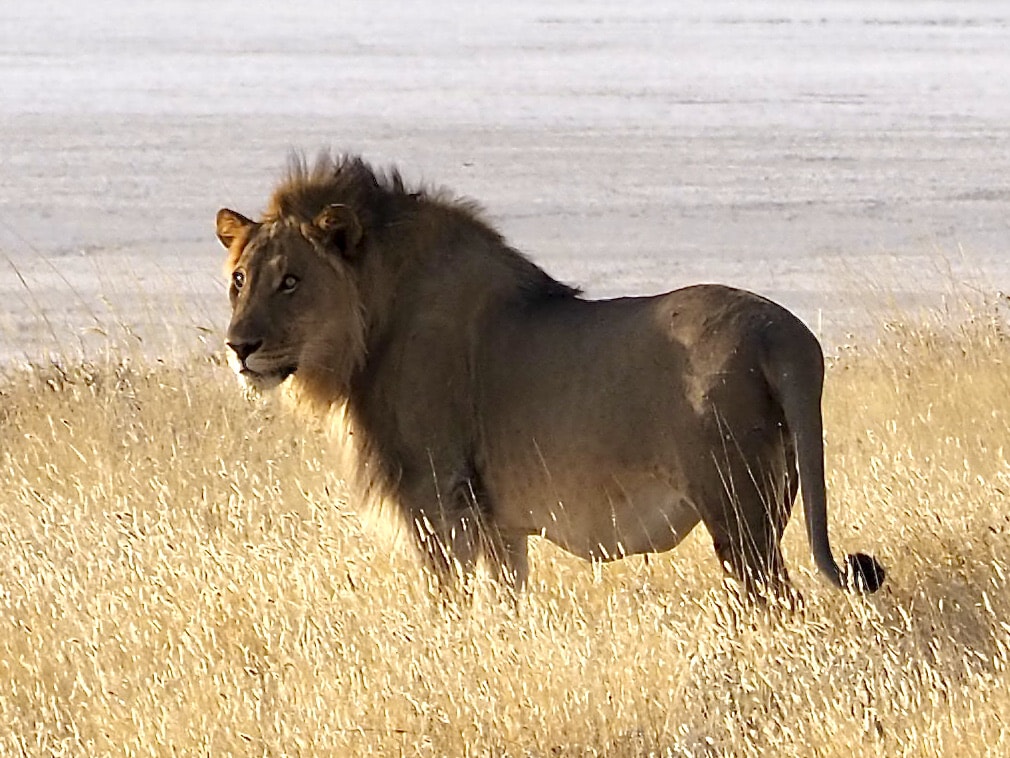 Male lion in Etosha