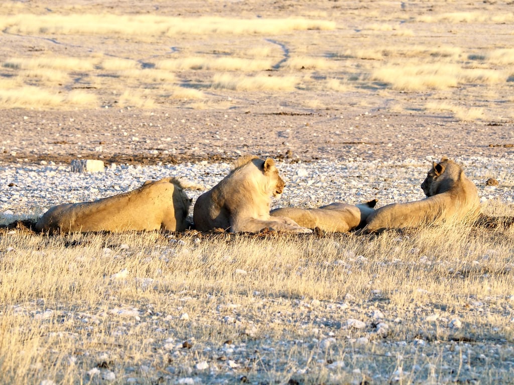 Lions laying in Etosha.