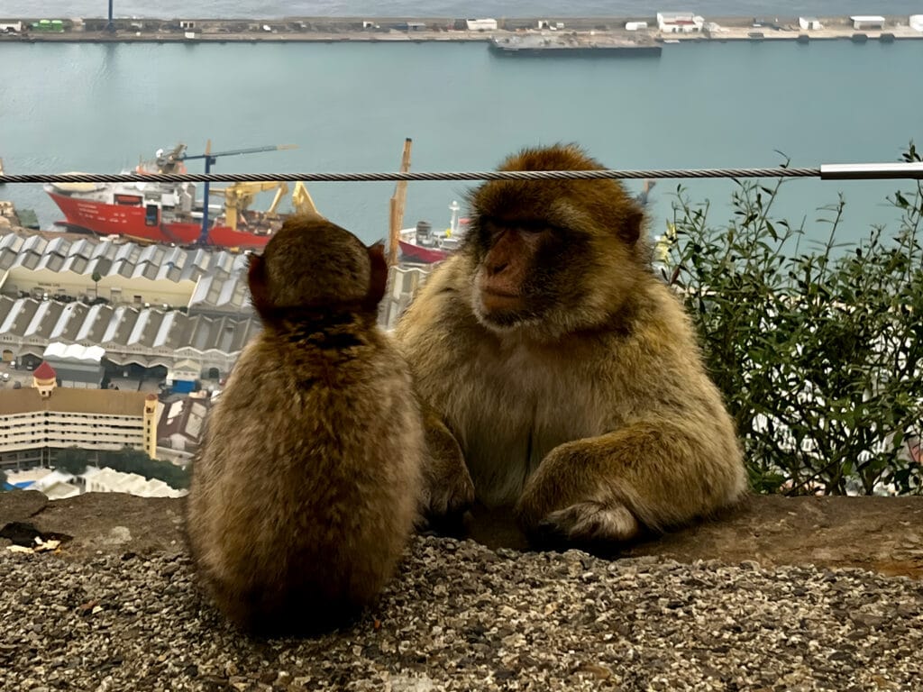 Monkey of Gibraltar