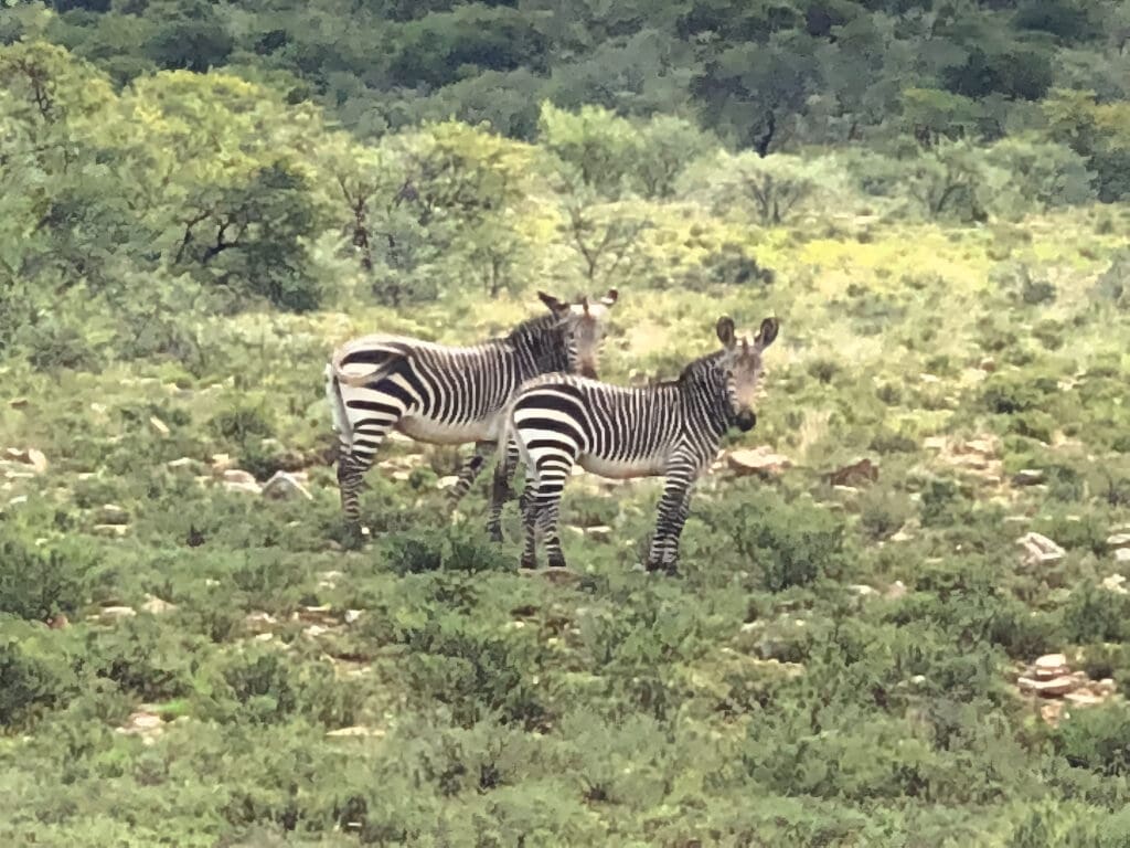 Mountain Zebra