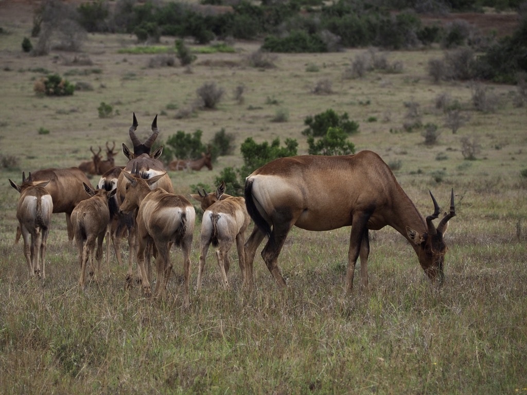 Red hartebeest, Addo