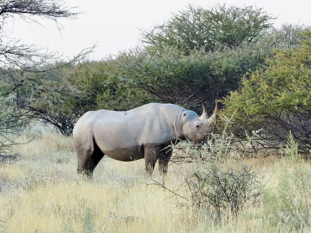 Rhino, Etosha