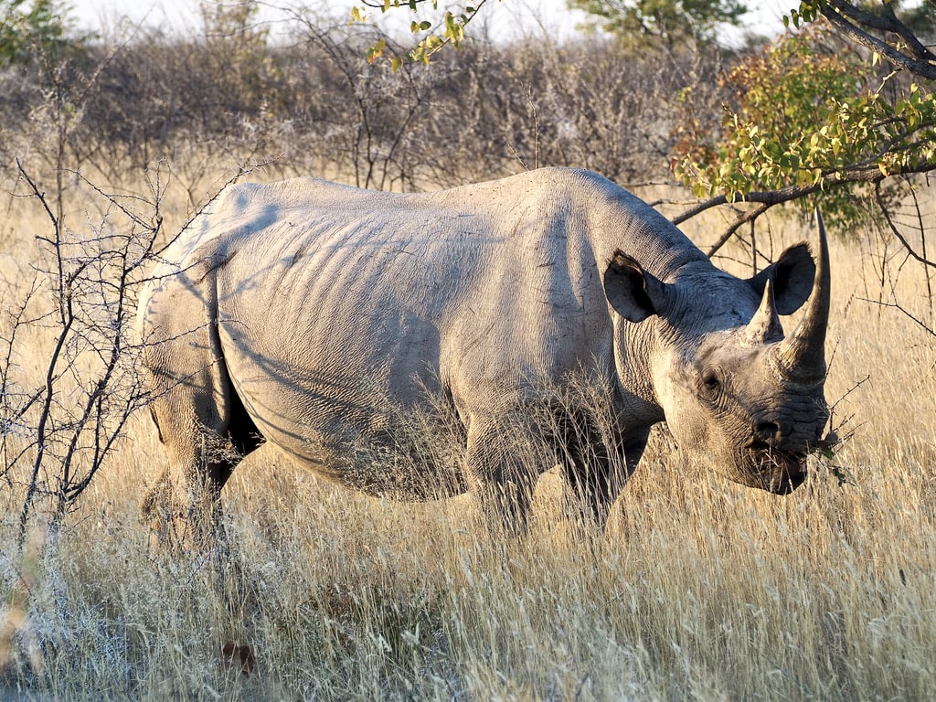 Rhino, Namibia, Etosha park