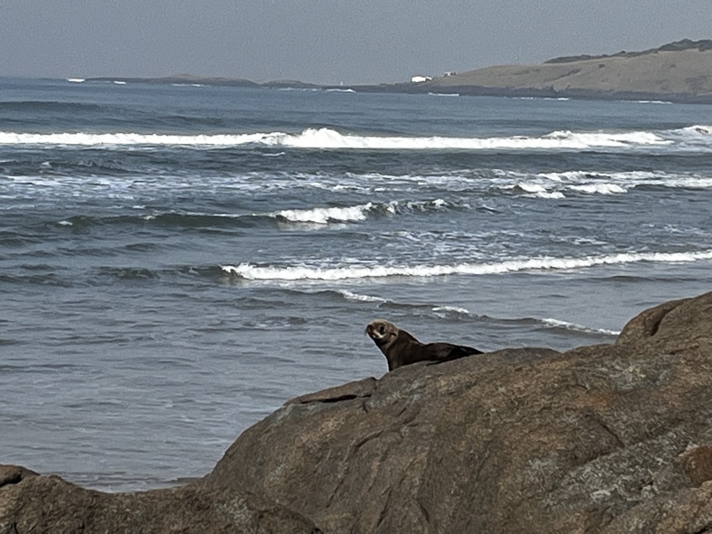 Seal at the rock, Transkei