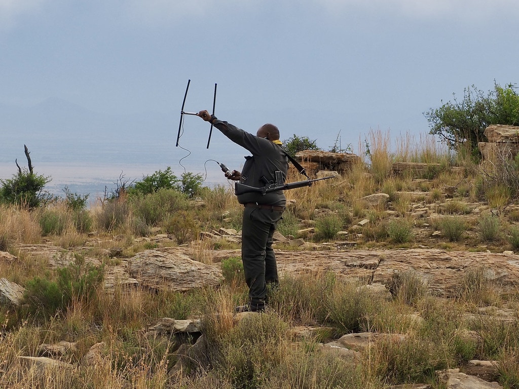 Cheetah Tracking in Mountain Zebra National Park, South Africa