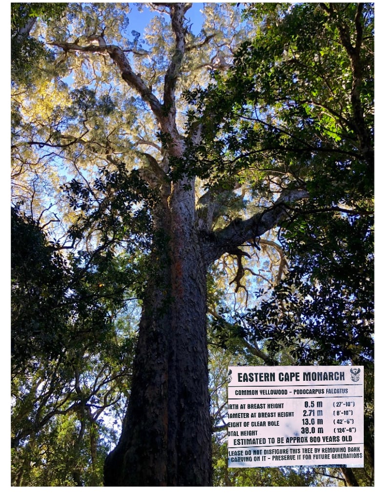 800years old Yellowood tree in Hogsback, Eastern Cape