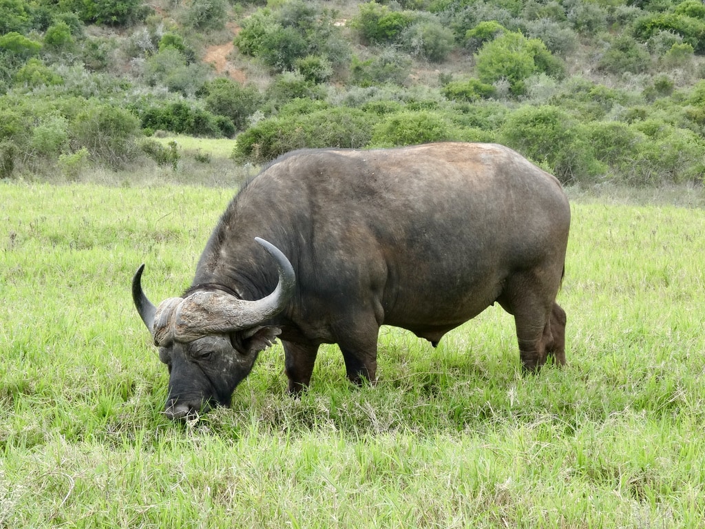 Bufallo in Addo Park in South Africa