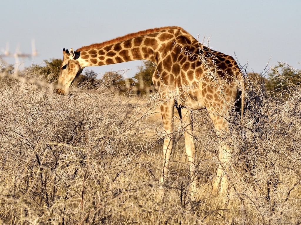 Giraffe eating, Namibia