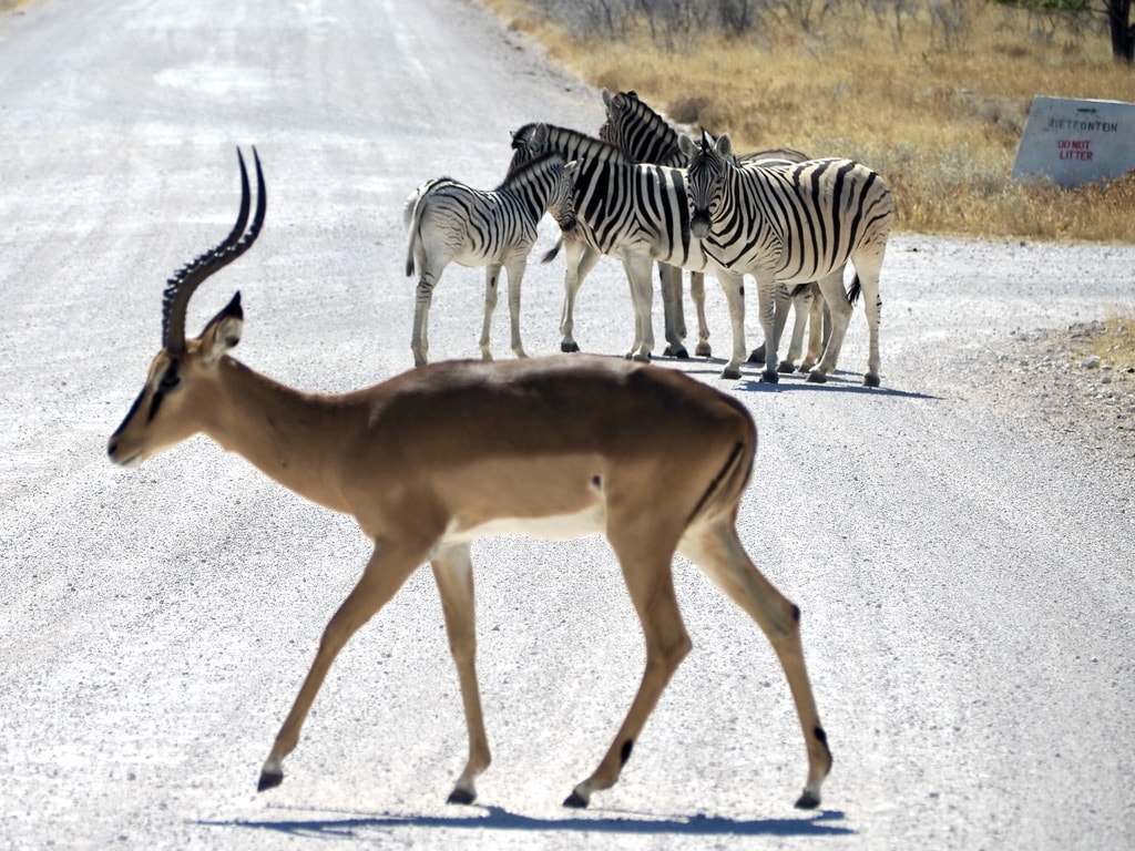 Zebras and antelope on the road in Etosha