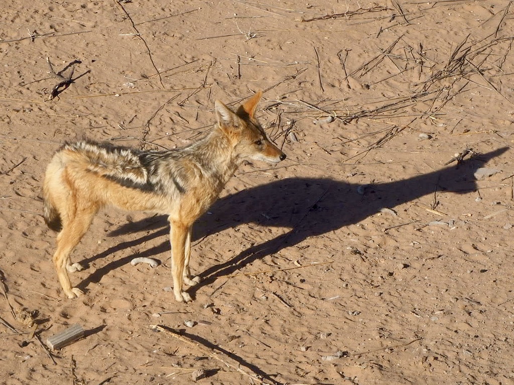 Jackel in KTP, South Africa