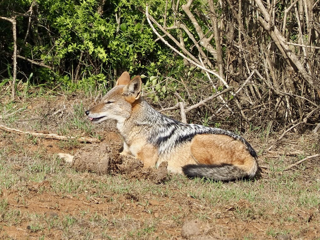 Jackel sitting in the bush, Addo Elephant park