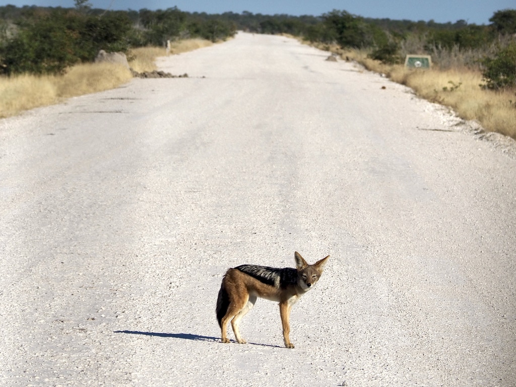 Jackal on the road in Etosha National park