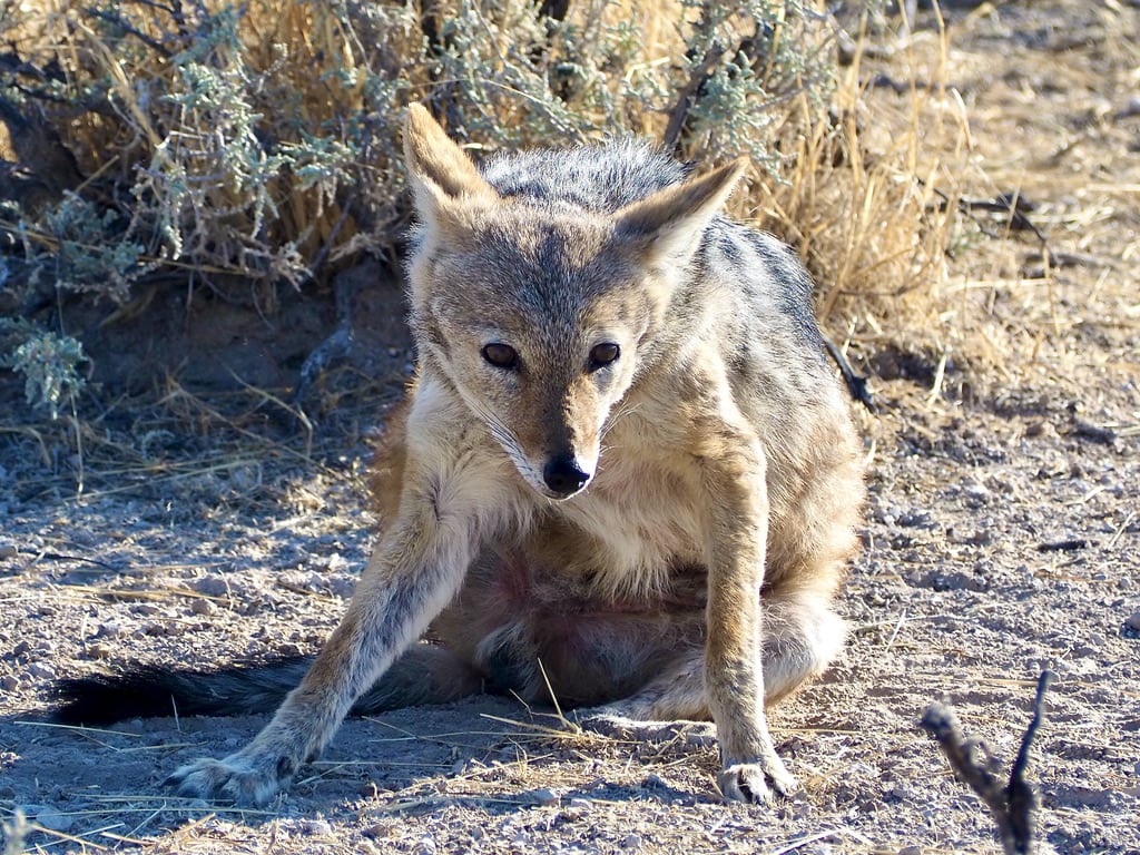 Close up of jackal in Etosha