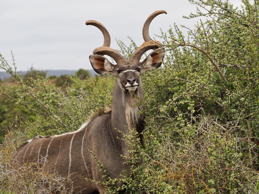 Kudu, Addo park, South africa