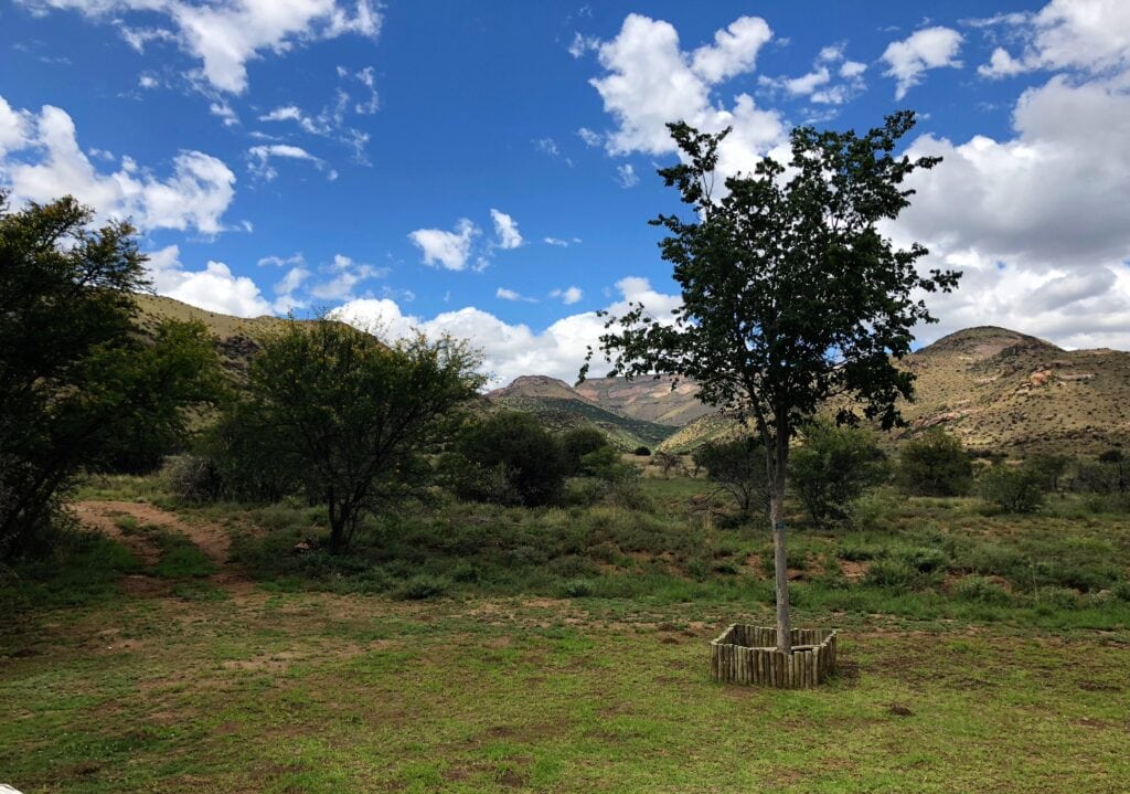 View of a tree inside Mountain Zebra National Park, South Africa