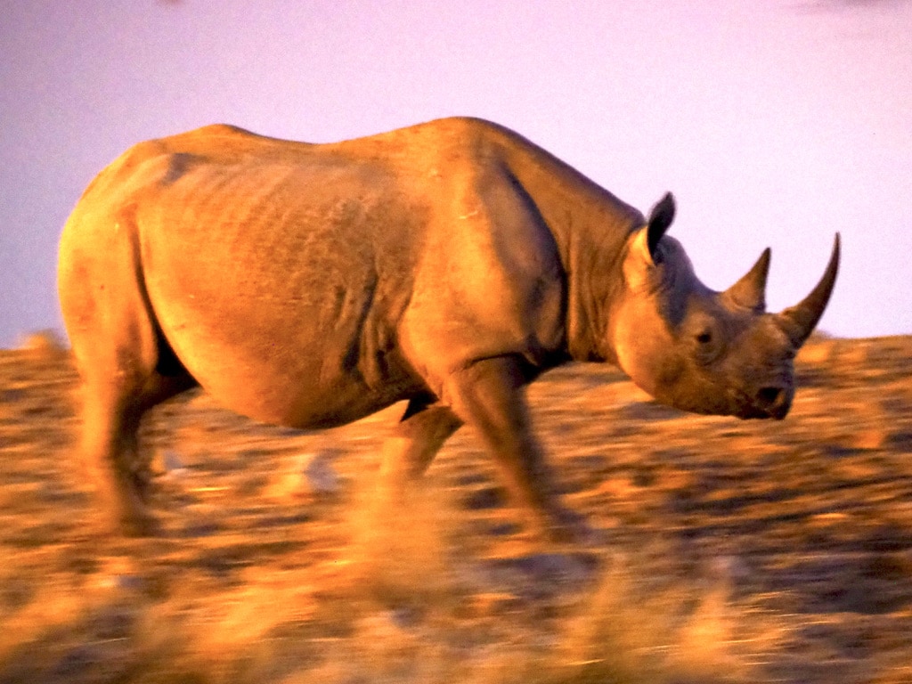 Rhino - night shot, Etosha