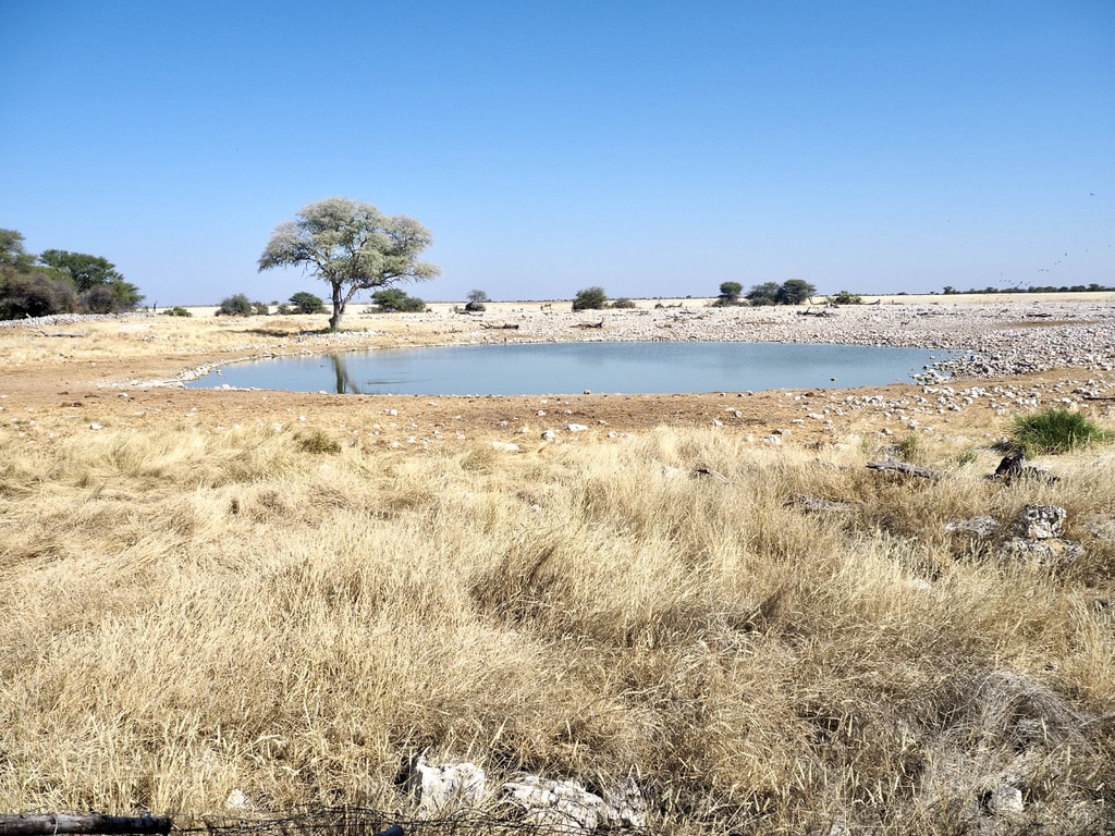 Okaukuejo water hole