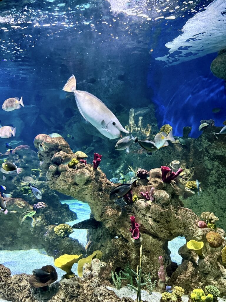 Water tank with fishes, Fakieh Aquarium, Jeddah